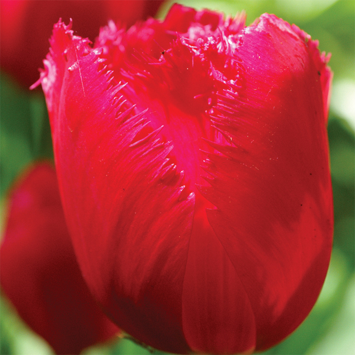 Burgundy Lace Fringed Tulip