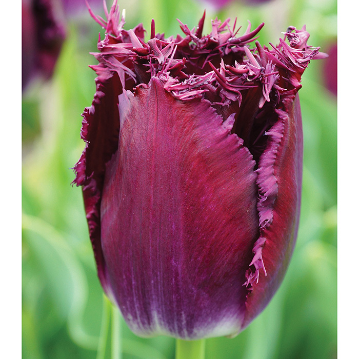 Purple Crystal Fringed Tulip