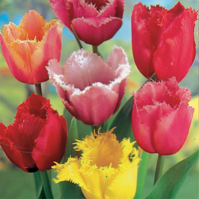 Fringed Mixed Tulips