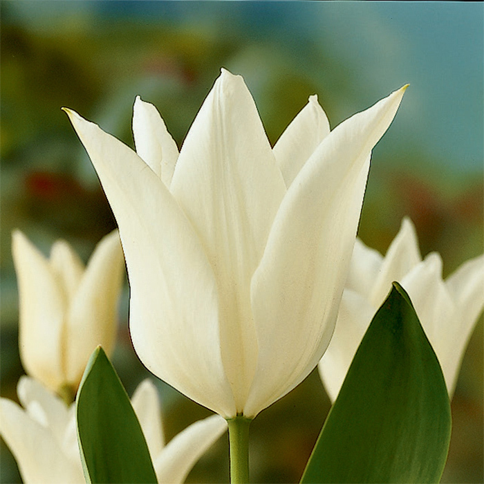 White Triumphator Lily-Flowered Tulip