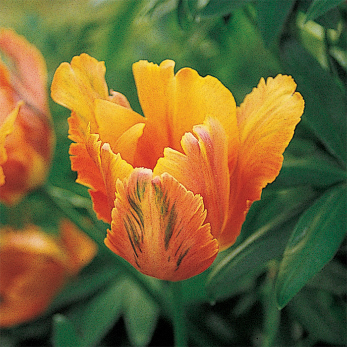 Orange Favorite Parrot Tulip