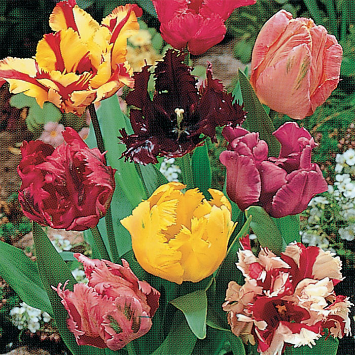 Parrot Mixed Tulips