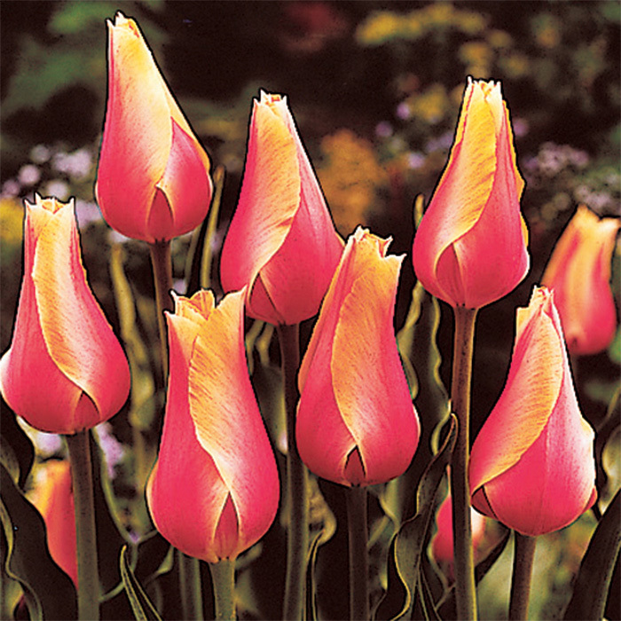 Blushing Beauty Single Late Tulip