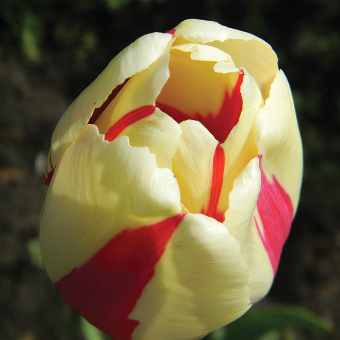Camargue Single Late Tulip
