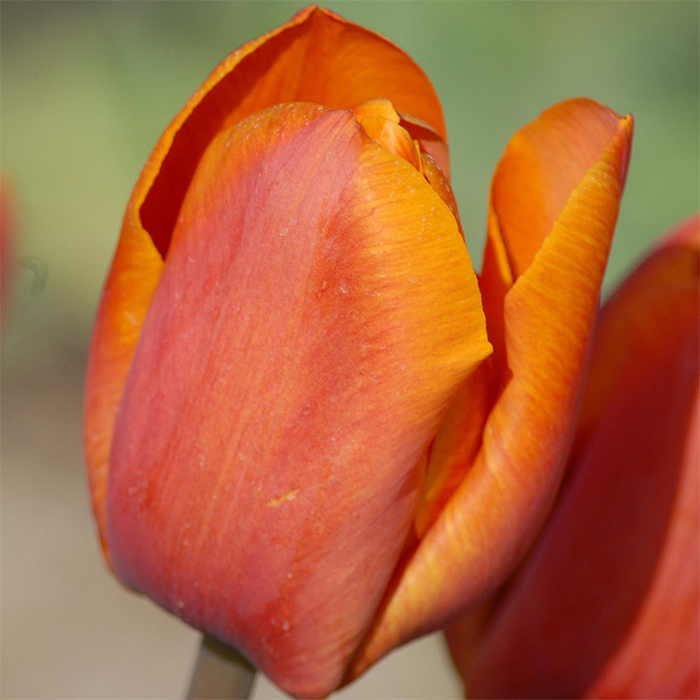 Orange Beauty Single Late Tulip