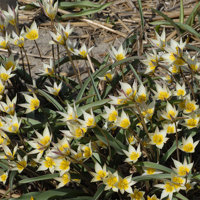 Tulip Biflora