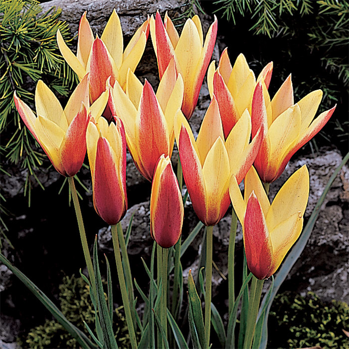Tulip Clusiana Var. Chrysantha