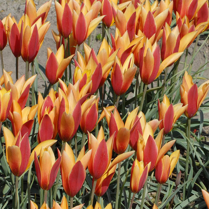 Tulip Clusiana Tubergen's Gem