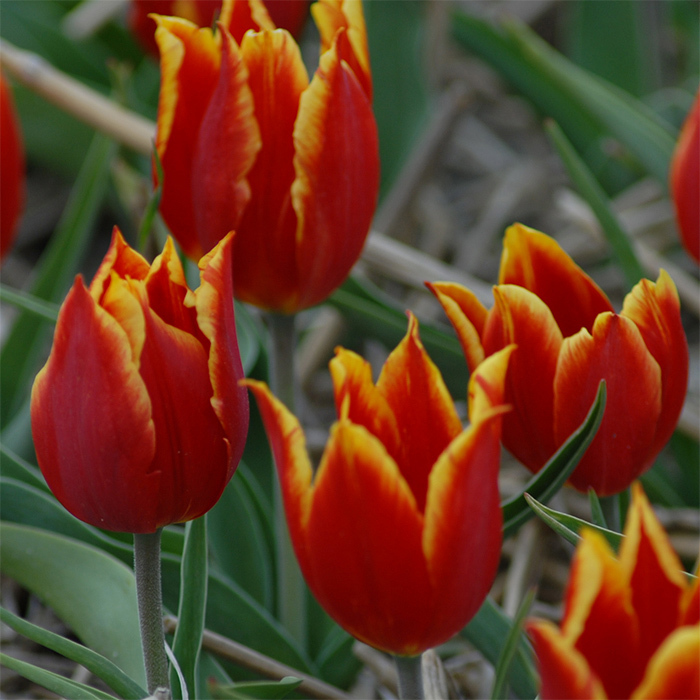 Tulip Schrenkii