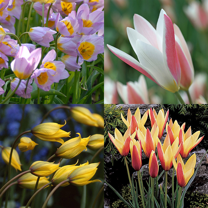 Wild Tulips for the Deep South