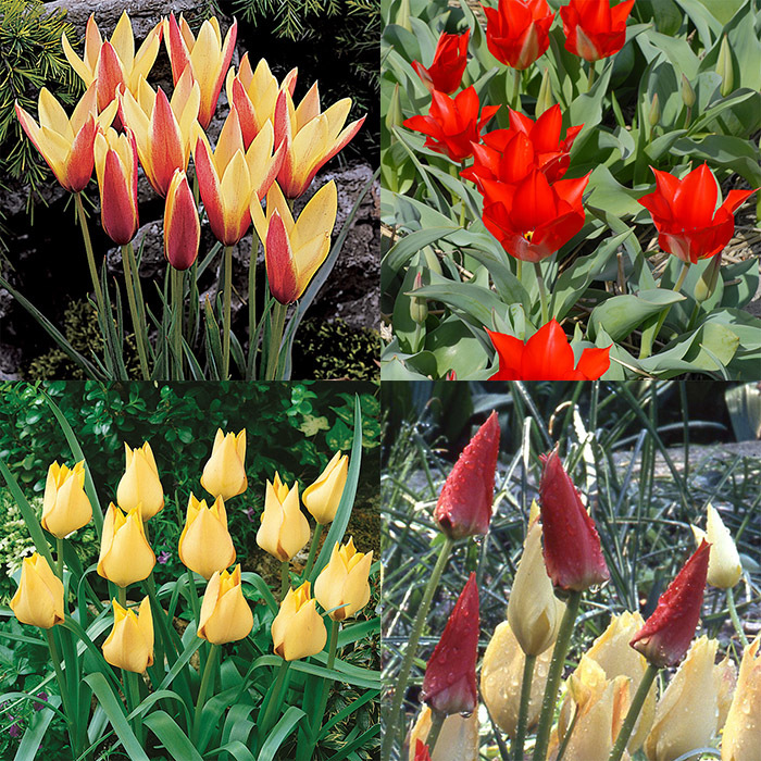 Wild Tulips for Cold Climates