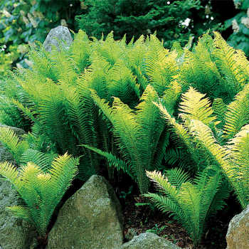Product Image of Fern Matteuccia Struthiopteris