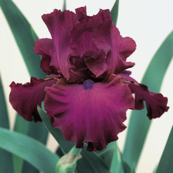 Gypsy Romance German Bearded Iris