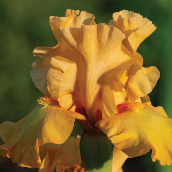 Mango Passion German Bearded Iris
