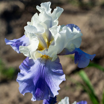 Stairway To Heaven German Bearded Iris