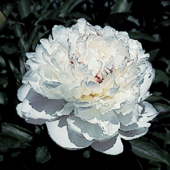 Festiva Maxima Peony