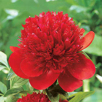 Red Charm Peony