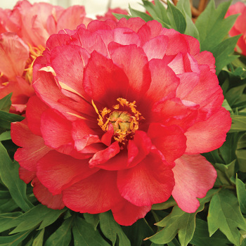 Julia Rose Itoh Paeonia