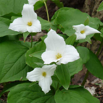 Trillium Grandiflorum