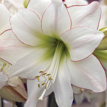 Picotee Amaryllis
