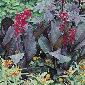 Product Image of Red Futurity Canna
