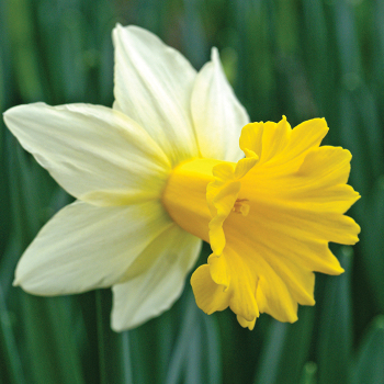 Tropical Sunset Daffodil
