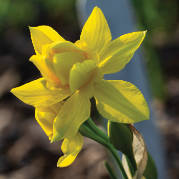 Albus Poeticus Plenus Daffodil
