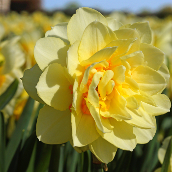 Manly Daffodil