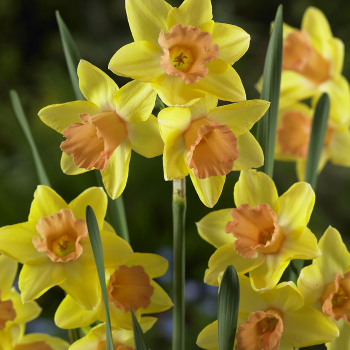 Blushing Lady Daffodil
