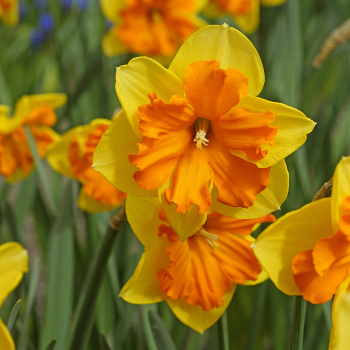 Congress Daffodil