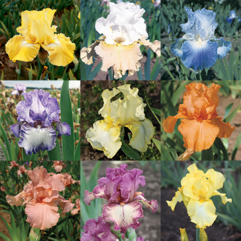 Reblooming iris Collection