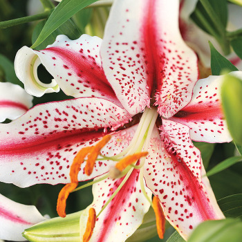Dizzy Oriental Hybrid Lily