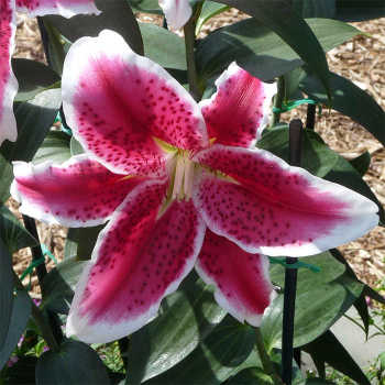 Stargazer Oriental Hybrid Lily