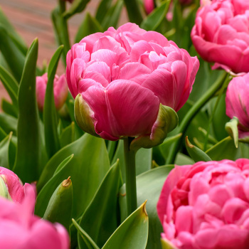 Amazing Grace Double Early Tulip