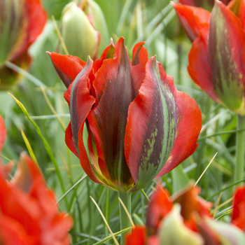 Hollywood Viridiflora Tulip