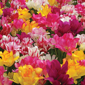 Special Value Tulip Blends