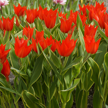 Bloemenlust Tulip