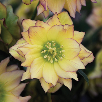First Dance Hybrid Helleborus