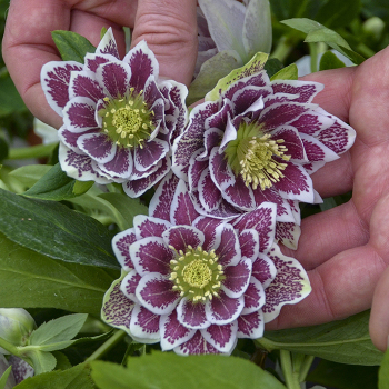 Shotgun Wedding Helleborus