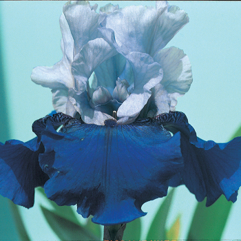 Best Bet Reblooming Iris