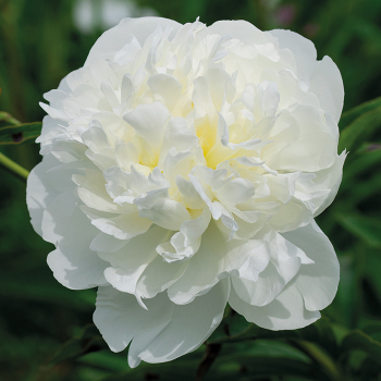 Duchess De Nemours Peony