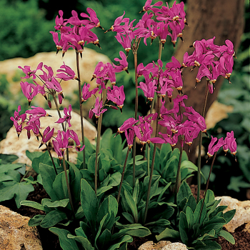 Dodecatheon Meadia "Shooting Star"