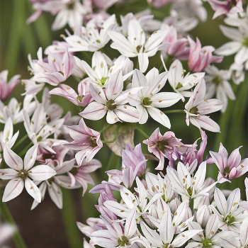 Cameleon Trifoliatum Allium