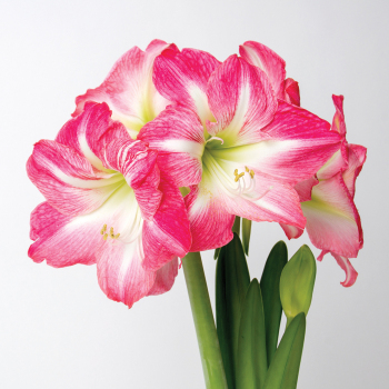 Exposure Amaryllis