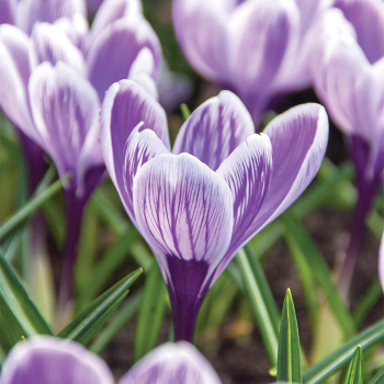 King Of The Striped Crocus