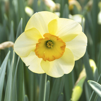 Ringtone Small-Cupped Daffodil