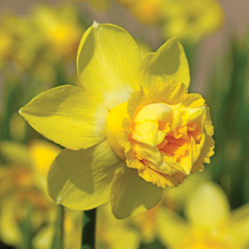 Milena Daffodil