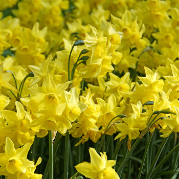 Sunlight Sensation Daffodil