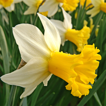 Wisley Daffodil