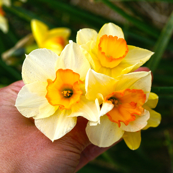 Yazz Jonquilla Daffodil